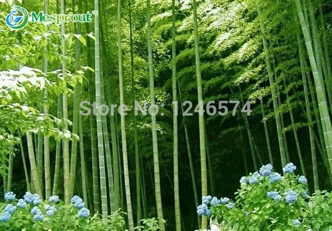 Огромный 100 бонсай гигантский Phyllostachys Pubescens Moso Bamboo бонсай Hardy-Giant