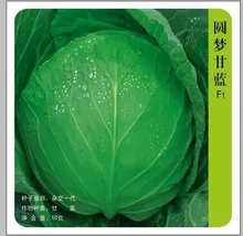 Hot Dreams Cabbage Seed vegetable 100seed
