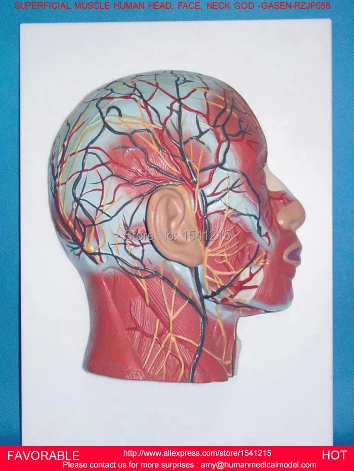 BRAIN ANATOMICAL,HEAD SAGITTAL SECTION MODEL HEAD AND NECK BLOOD VESSELS AND NERVES MODEL BRAIN ANATOMICAL MODEL- GASEN-RZJP056 BRAIN ANATOMICAL,HEAD SAGITTAL SECTION MODEL HEAD AND NECK BLOOD VESSELS AND NERVES MODEL BRAIN ANATOMICAL MODEL- GASEN-RZJP056