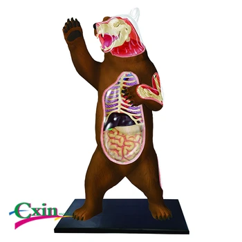 

4D Master puzzle assembling toy animal biological black bear organ anatomy medicine teaching model