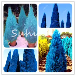 50 шт микробиота Decussata сибирской синий ковер Cypress туи Флорес красивое дерево карликовое дерево в горшке растение для домашнего сада декор