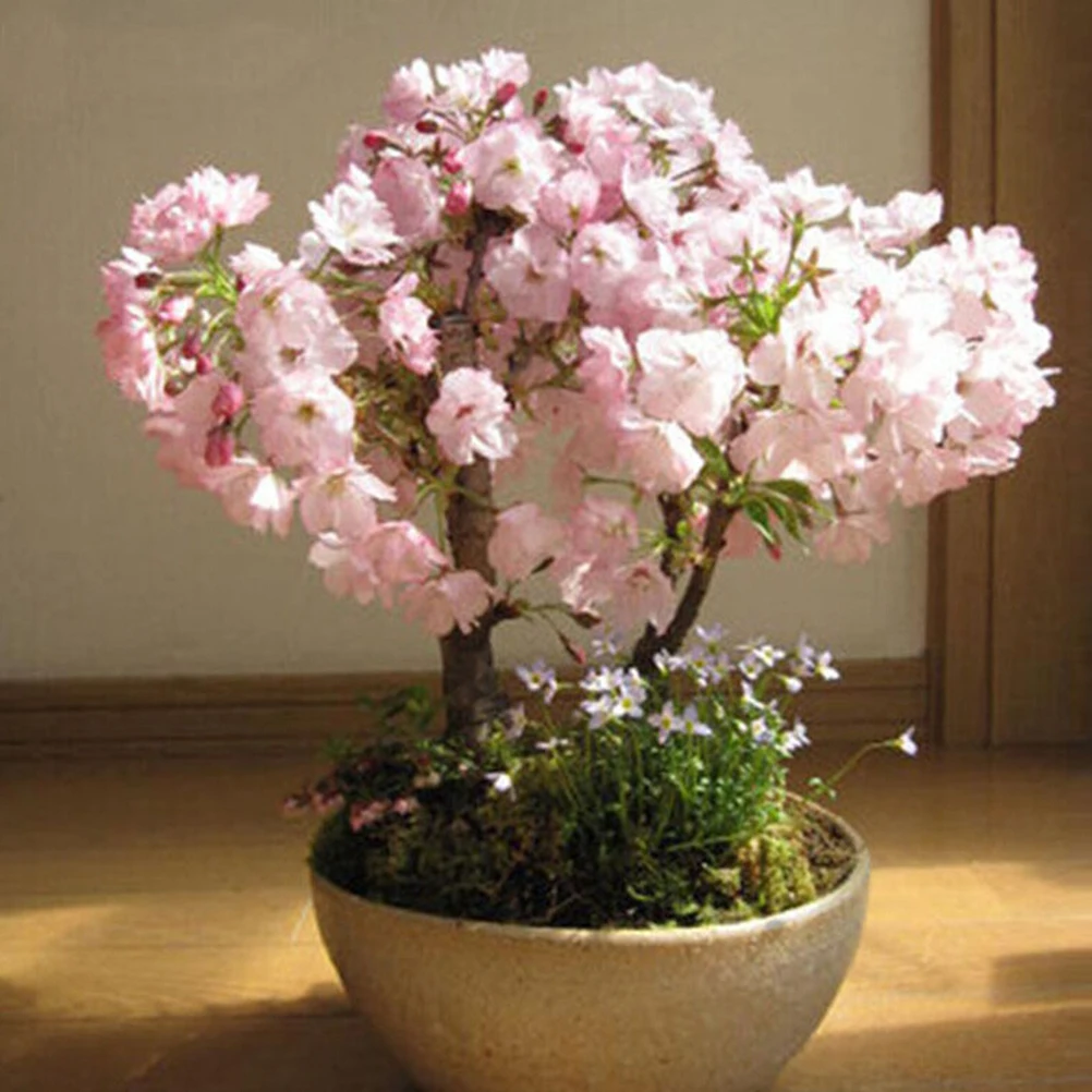 Resultado de imagem para CEREJEIRA-ORNAMENTAL PRUNUS CERASIFERA BONSAI