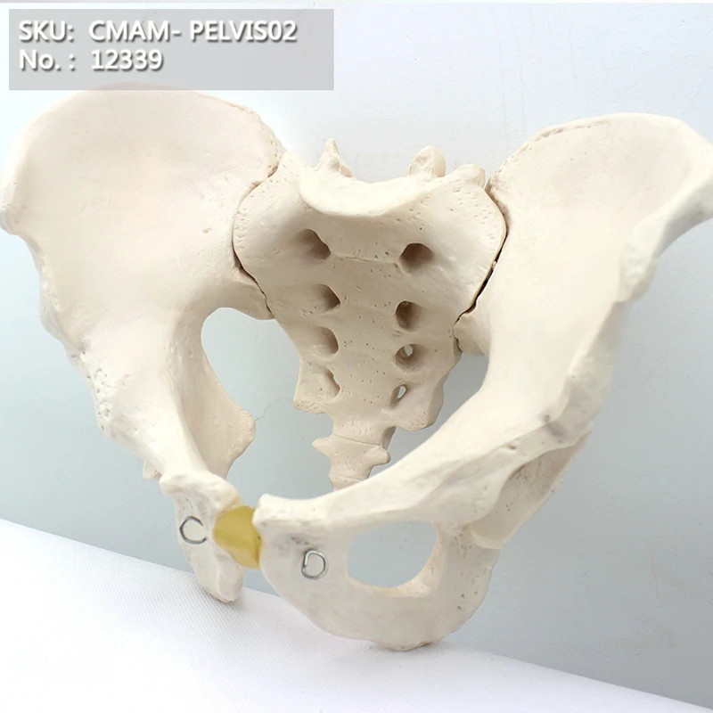 CMAM/12339 таз, мужской, пластиковый таз медицинский анатомический модель человека