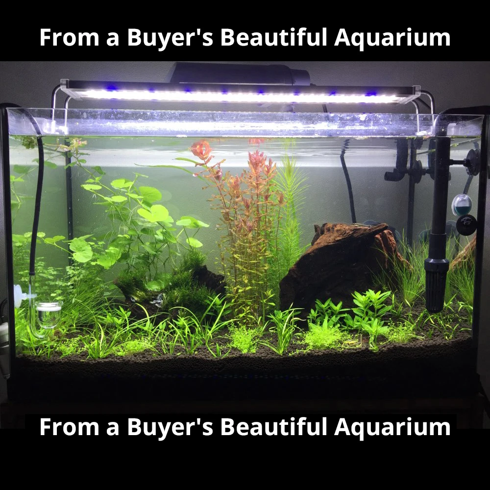 nicrew ade aquarium plant