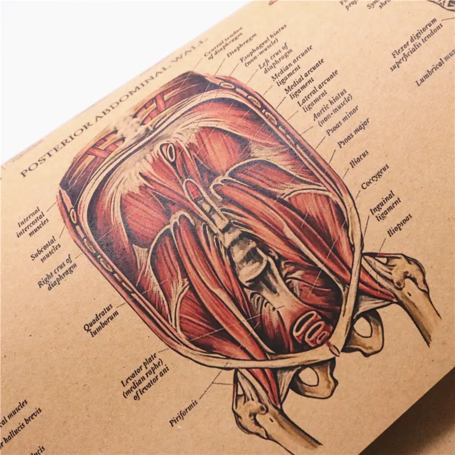Структура мышечной системы человека HD винтажный бумажный плакат Бар домашний декор ретро крафт-бумага живопись 42x30 см