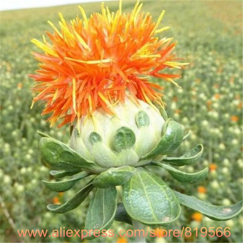 chinese safflower seeds traditional health herbal red flower plants safflower plant