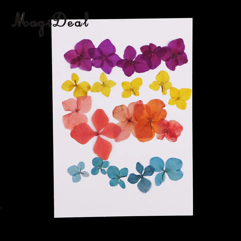 

20pcs Hydrangea Natural Real Pressed Dried Flower Embellishment for Scrapbooking Jewelry Making Crafts