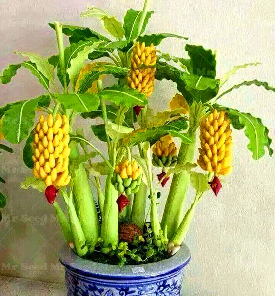 

100Pcs/Bag Potted Rainbow banana plant bonsai Fruit plant Healthy and nutritious fruits dwarf banana plant for home garden