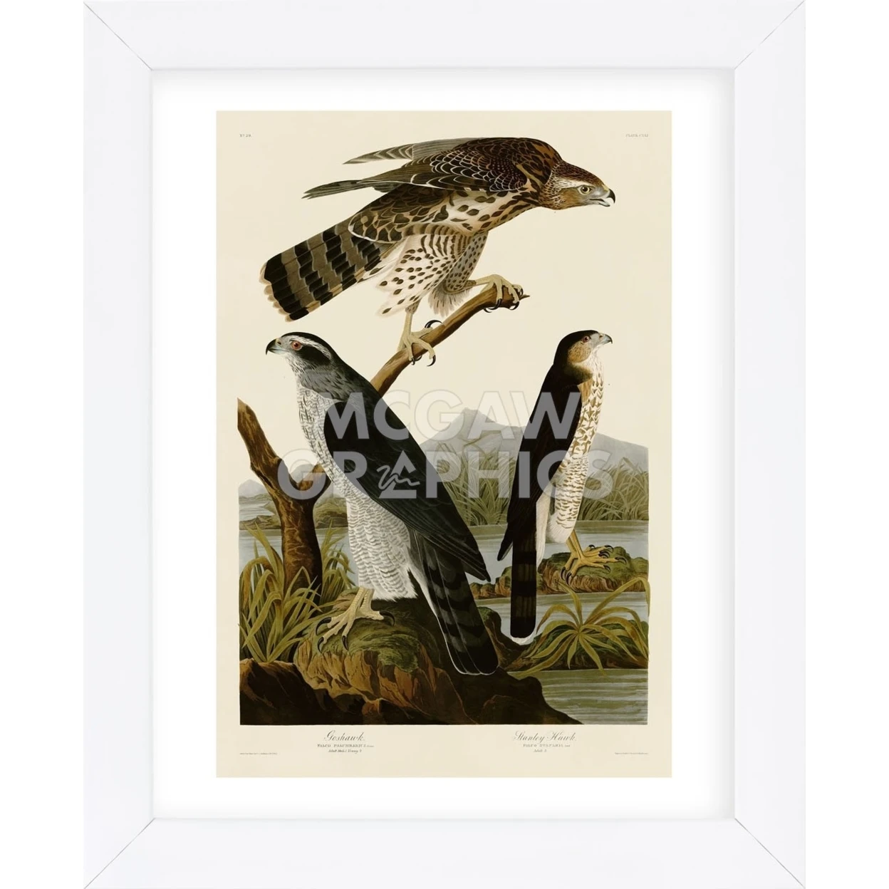 Goshawk and Stanley Hawk (Framed) (1)
