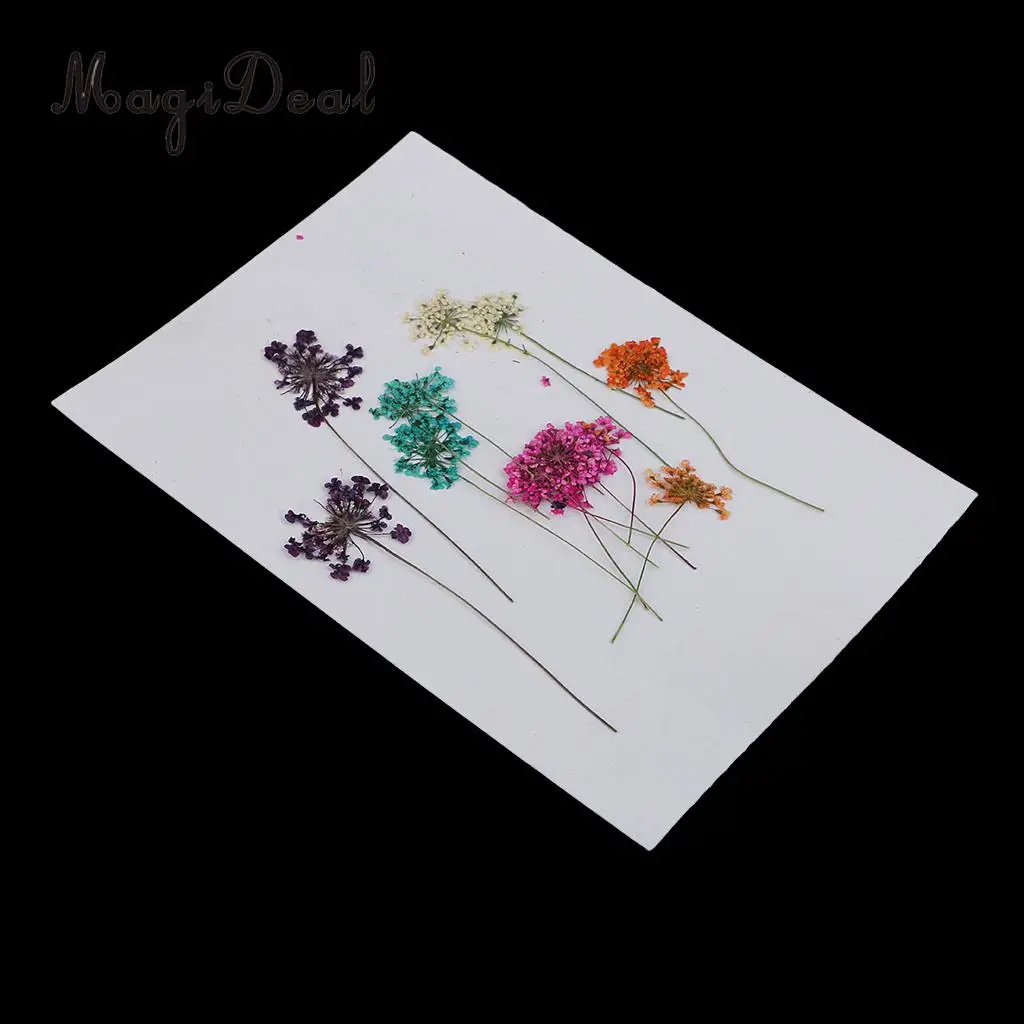 10pcs Mixed Size Real Pressed Dried Lace Flowers Embellishments DIY Card Making Jewelry Resin Crafts Scrapbooking Art Craft