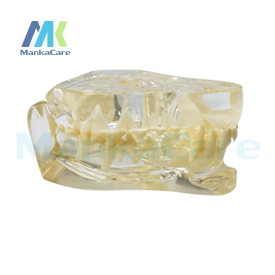 Manka Care Dog Dentition Model Oral Model Teeth Tooth Model