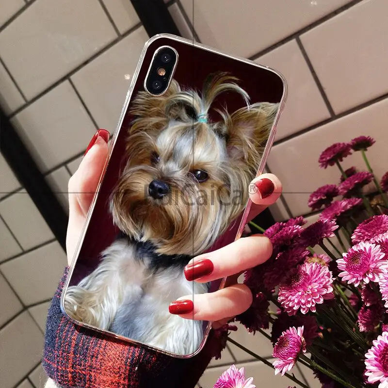 Yorkshire Terrier Dog