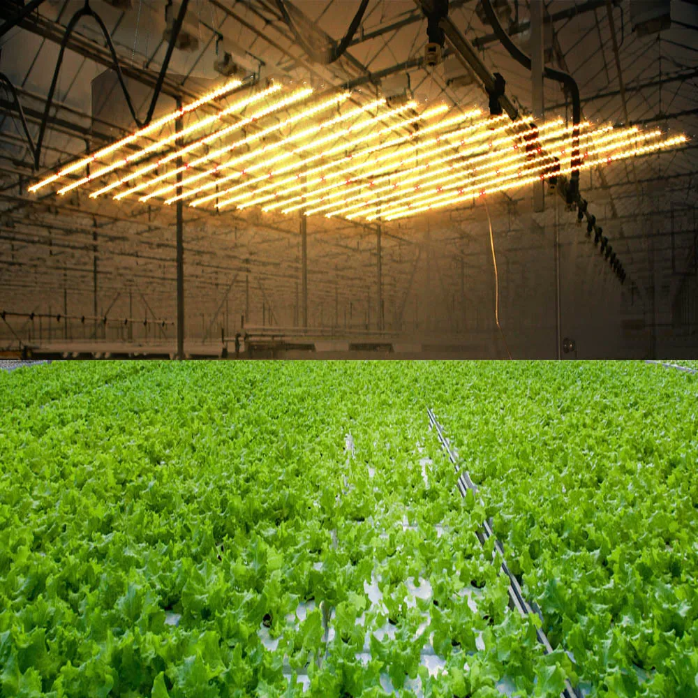 Newest Samsung quantum board  lm301b 660nm red 1280w full spectrum led grow light bar greenhouse (6)