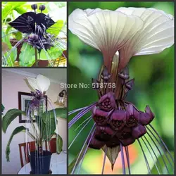 Шт. 50 шт. свежие реальные Tacca Integrifolia semillas легкая посадка цветок semillas Sementes