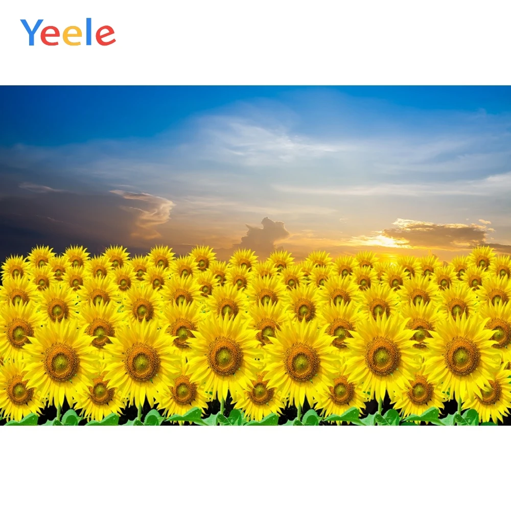 Yeele летние небо солнце цветок красивый живописный сад фотографии фоны