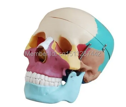 Adult Skull Anatomical Anatomy Skeleton Medical Model &amp Colored Bones Life Size | Канцтовары для офиса и дома