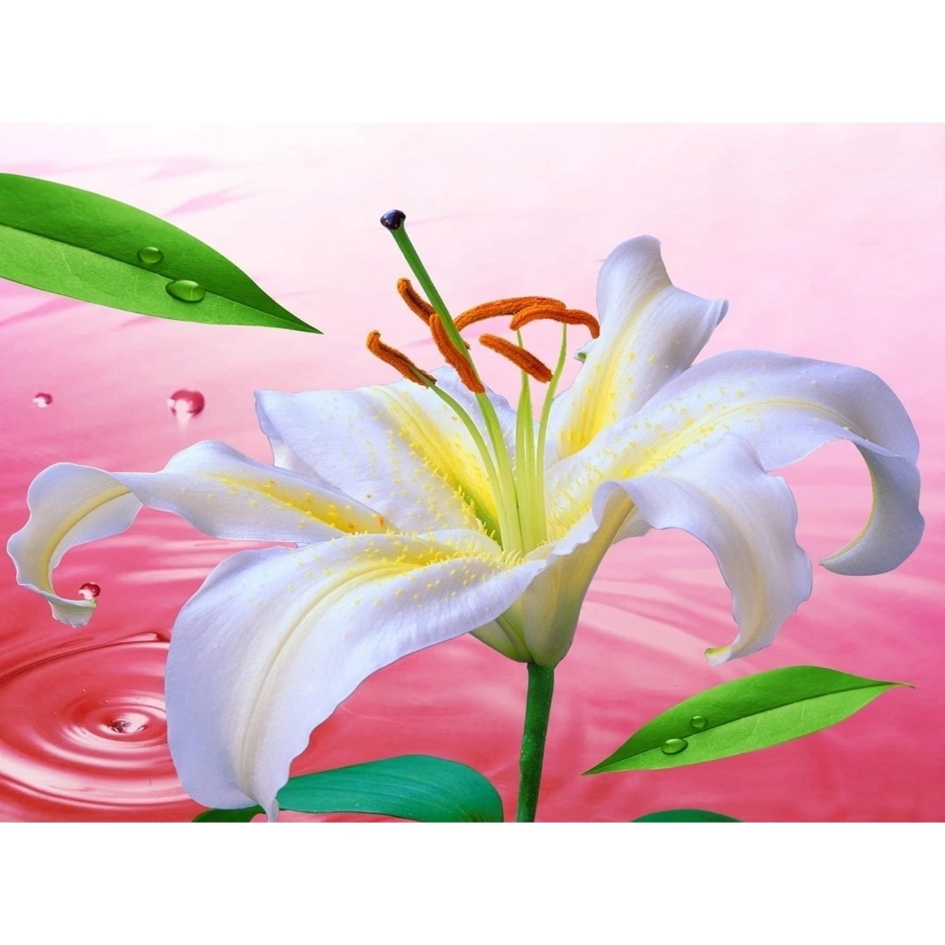 

Lily,Flower,5D,Full,Diamond Painting,DIY,Diamond Embroidery,Needlework,Mosaic,Round Rhinestones,Cross Stitch,Decoration,Crafts