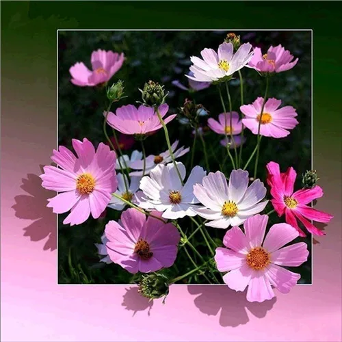 Home-Animal-Landscape-Cartoon-5D-Diamond-Painting-Cross-Stitch-Set-Floral-Wall-Sticker-Mosaic-Diamond-Embroidery.jpg_640x640 (3)