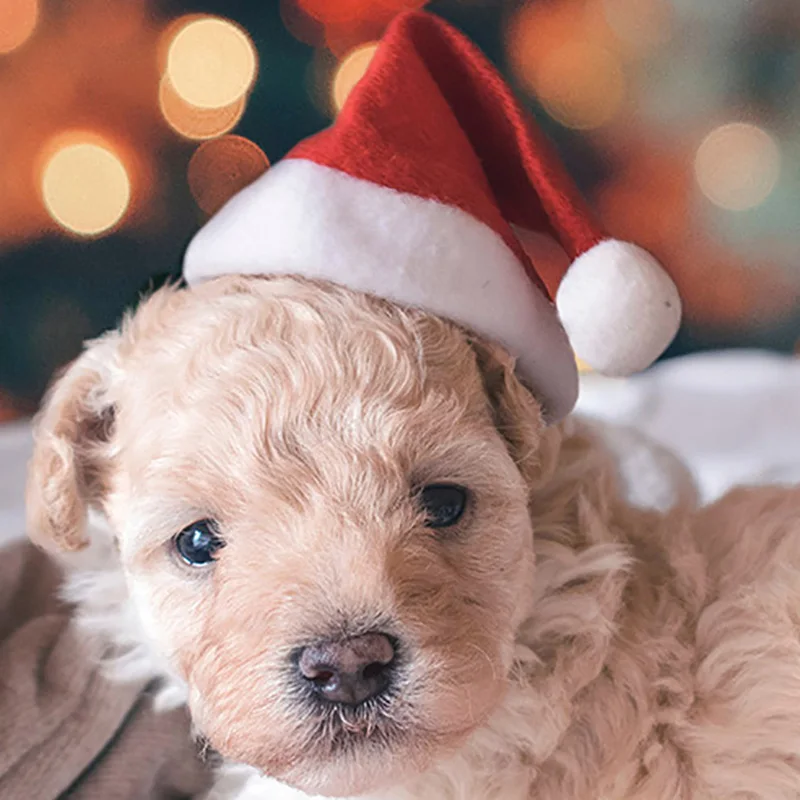 

Hoomall Christmas Plush Dog Hat Decor Pet Cat Dog Christmas Santa Claus Winter Warm Xmas Party Kitthen Puppy Hat Pet Supplies