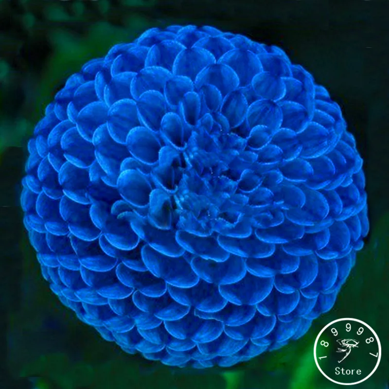 

Big Promotion!Unique Blue Fireball Dahlia bonsai Beautiful Flower garden Perennial Plant Dahlia flores - 100 PCS/Bag,#U9NL29