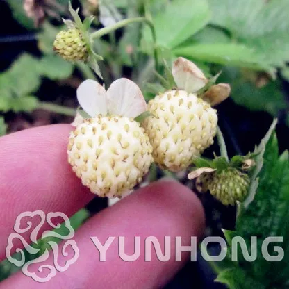 

Pineberry Bonsai 500pcs Four Seasons planting Balcony potted garden Fruits and vegetable Bonsai Pineberry White Berries Bonsai