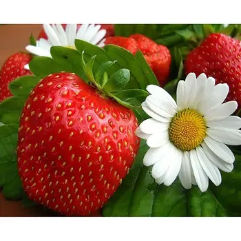 

5d diamond painting strawberry flower full square diamond embroidery kit 3d diamond mosaic decorative painting fruit