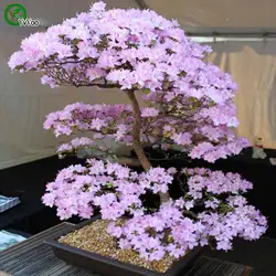 Цветущая сакура Бонсай цветочных растений DIY садовое растение для дома легко выращивать 10 частиц/lot E002