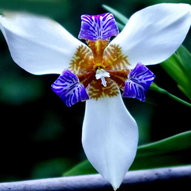 Aliexpress Hot Rare White Colour Iris Orchid Seeds Hot Rare White Colour Iris Orchid Seeds Beautiful Perennial Flowers Flower 50pcs