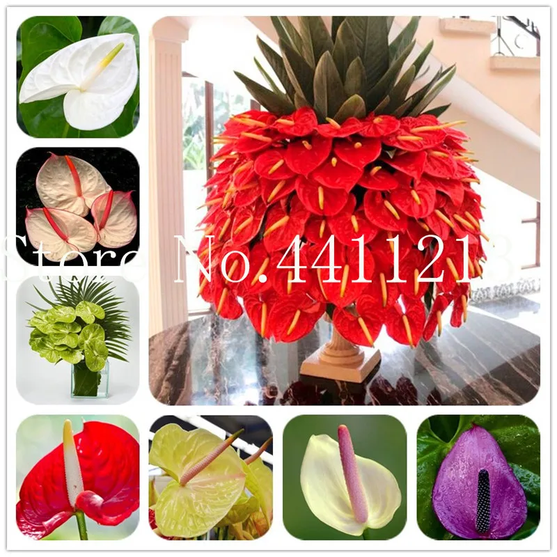 

100 pcs/bag Anthurium bonsai Indoor Potted Hydroponic Flowers Plant, Bonsai Flower flores Anthurium Andraeanum home&garden