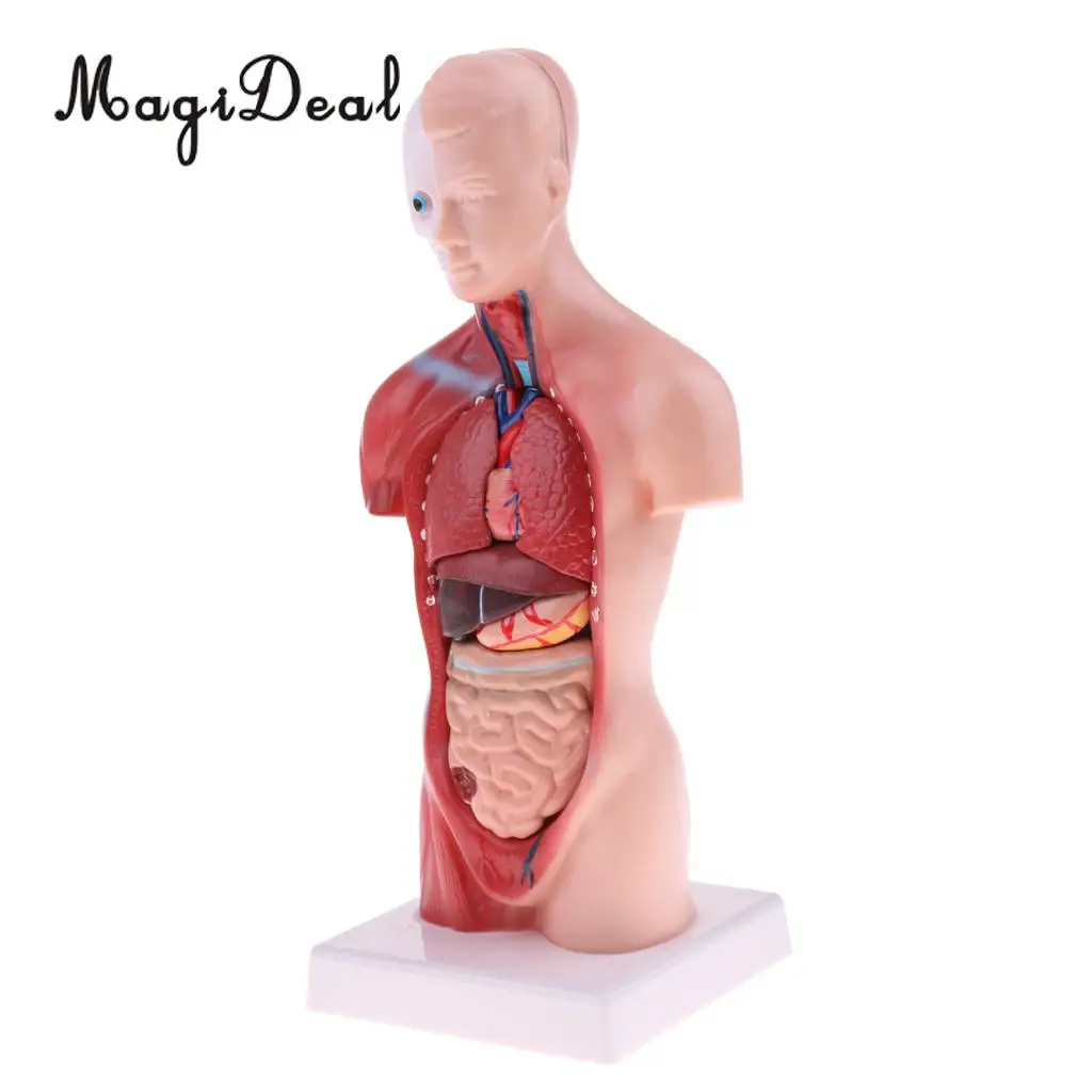 MagiDeal 1Pc 28cm PVC Human Torso Male Viscera Heart Brain Skeleton Anatomy Model for School Teaching Tool Medical Study Kit