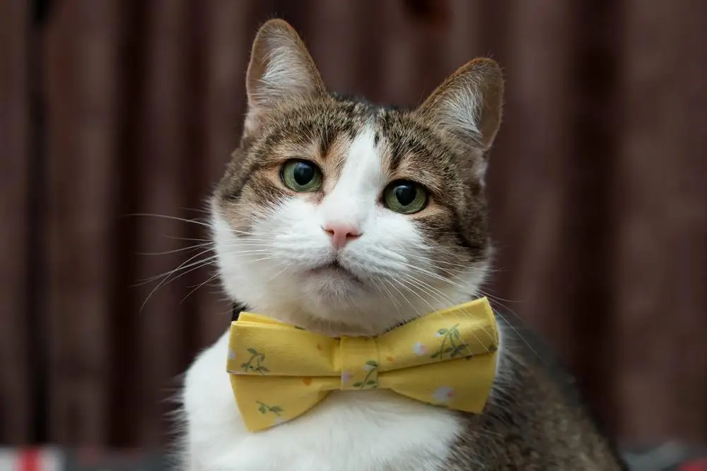 UTB8CsEGo3QydeJk43PUq6AyQpXa2