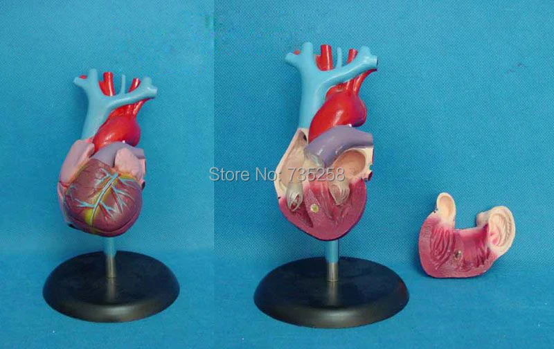 

Natural Big Heart Anatomy Model,Heart Model,ISO Certification Heart Anatomy Model
