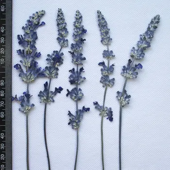 

Original Color Salvia nature flowers Dried flower press flower Wholesale free shipment 1 lot/30 Pcs