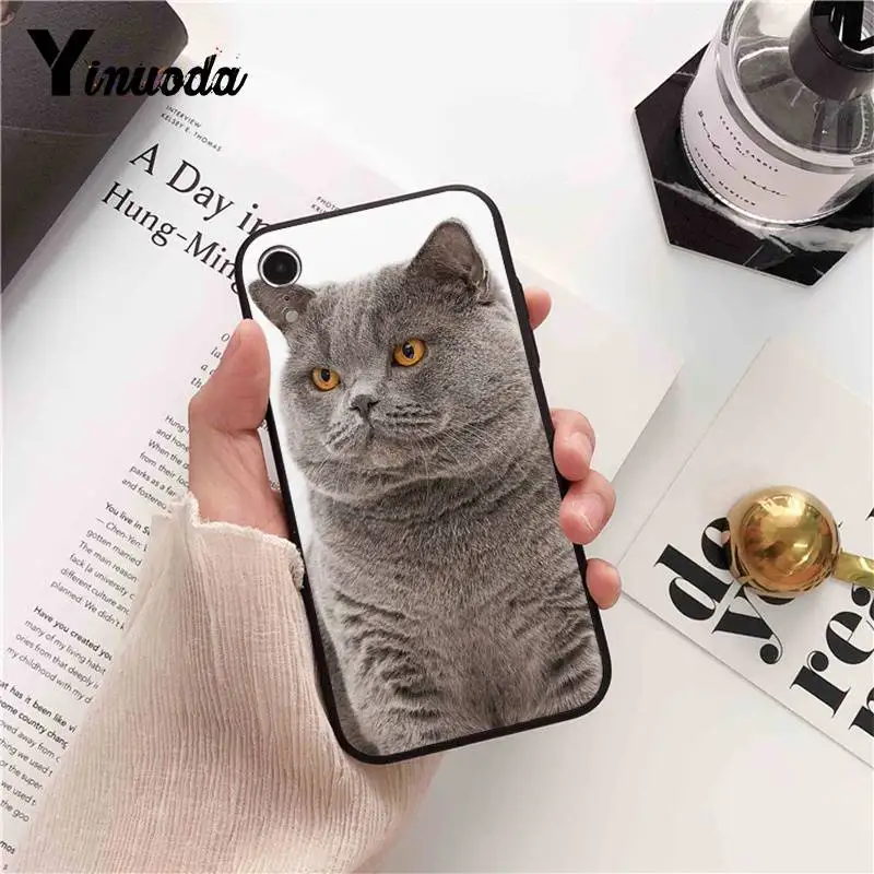 British Shorthair cat Top Design