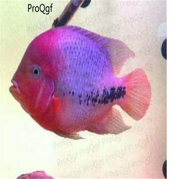 

100Pcs A Set Cichlasoma meeki