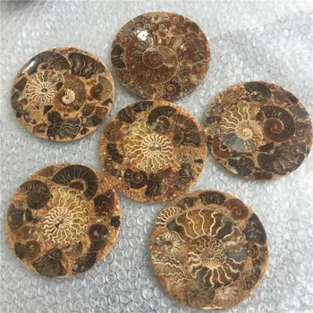 

1pcs natural stones and minerals conch fossil disk reiki plate as gifts for home decoration fengshui wholesale