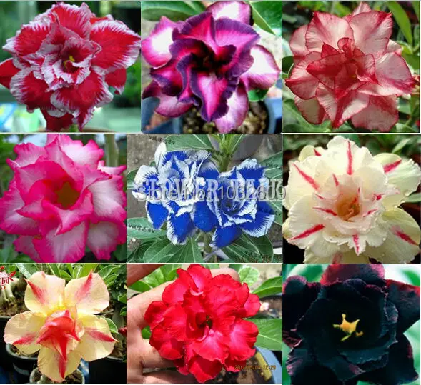 Mix 9 Colors 9pcs Double Petals Desert Rose Seeds Tes Rosa Do Mix 9 Colors 9pcs Double Petals Desert Rose Seeds Tes Rosa Do Deserto Plant For Garden Flowers Ftdr003