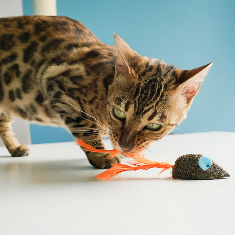 [MPK Store] игрушка для кошек натуральная кошачья мята, ментоловый аромат, мята для кошки, 100% съедобных кошек-Бешеные лакомства