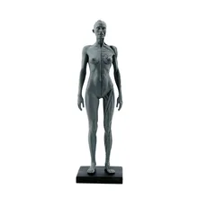 Synthetic Resin Medicine Female Human Body Model Teaching Anatomy and Muscles Hospital Furniture and Decoration Keychains