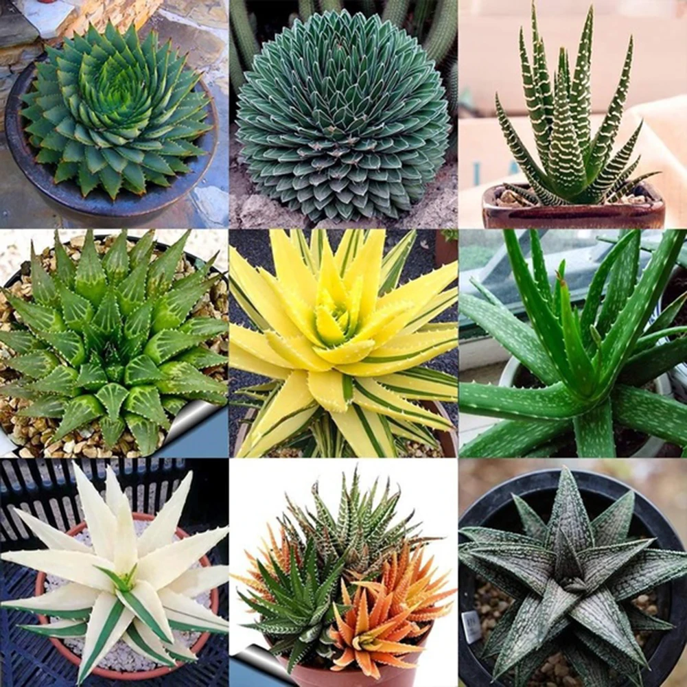 

Fruit Plants 300pcs Bonsai Seedsplants Home&Garden Planting Vegetables Cultivation DIY Potted Adornment Bonsai Easy To Grow
