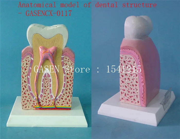 

Nursing oral dental model Medical model Nursing tooth model Oral tooth Anatomical model of dental structure - GASENCX-0117