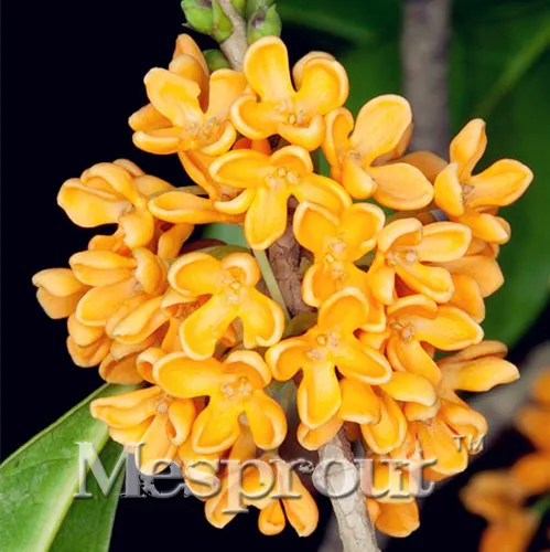

Free Shipping 20PCS Osmanthus Fragrans Bonsai Rare Beautiful Bonsai Flower Bonsai Popular DIY Home Flower Four Seasons Orchid