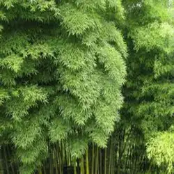 Бамбук moso Phyllostachys Pubescens гигантские бамбуковые декоративное растение для сада 20 шт