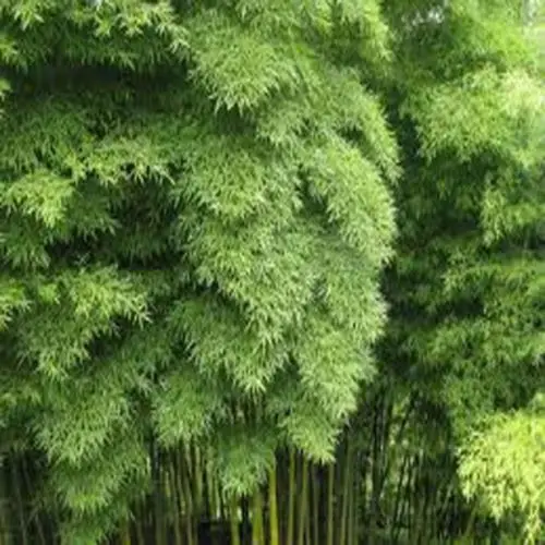 

Moso Bamboo Phyllostachys Pubescens Giant Bamboo garden decoration plant 20pcs