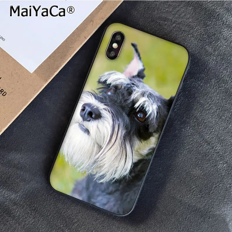 Schnauzer Puppy dog Art