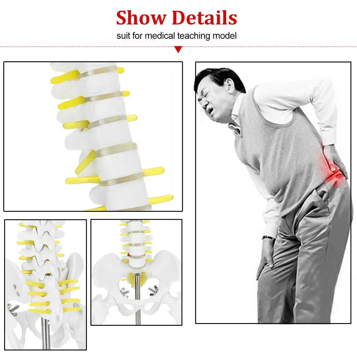 45 см 1:1 Анатомия человека взрослых поясничного изгиб позвоночника модель человека Скелет с спинальный диск Модель таза используется