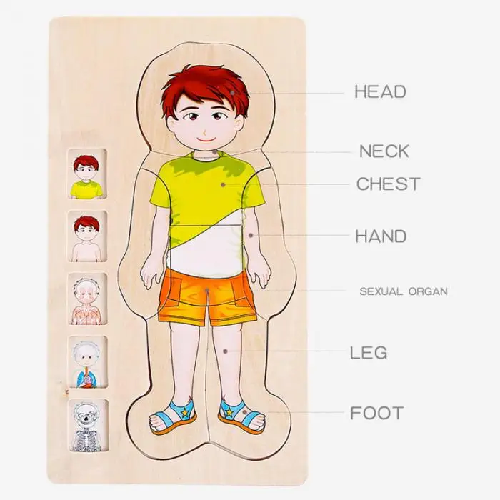Деревянные Многослойные головоломки структура человеческого тела головоломки детские развивающие деревянные игрушки 998