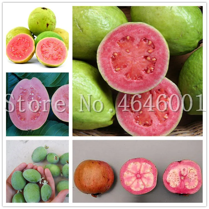 

Guava Bonsai Delicious Tropical Fruits Plant Non Transgenic Plants The Budding Rate 90% Home Garden Fruit Plant 100 Pcs/Bag