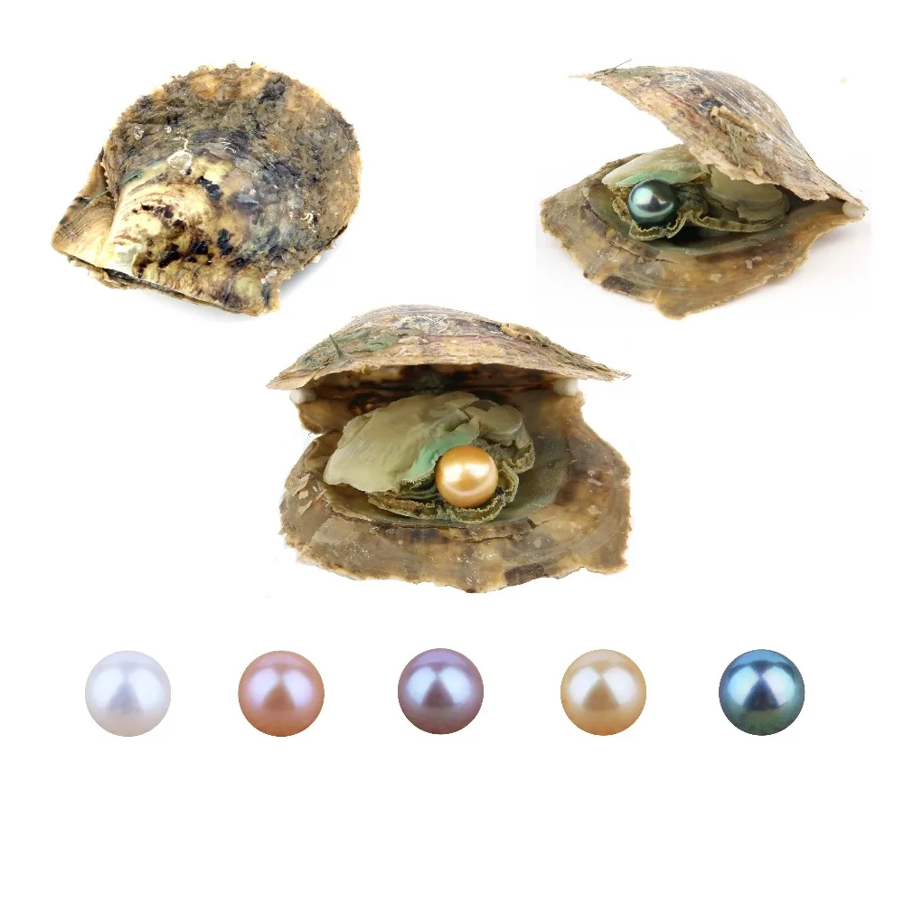 Buy DIY Pearl Oyster Freshwater Cultured Love Wish