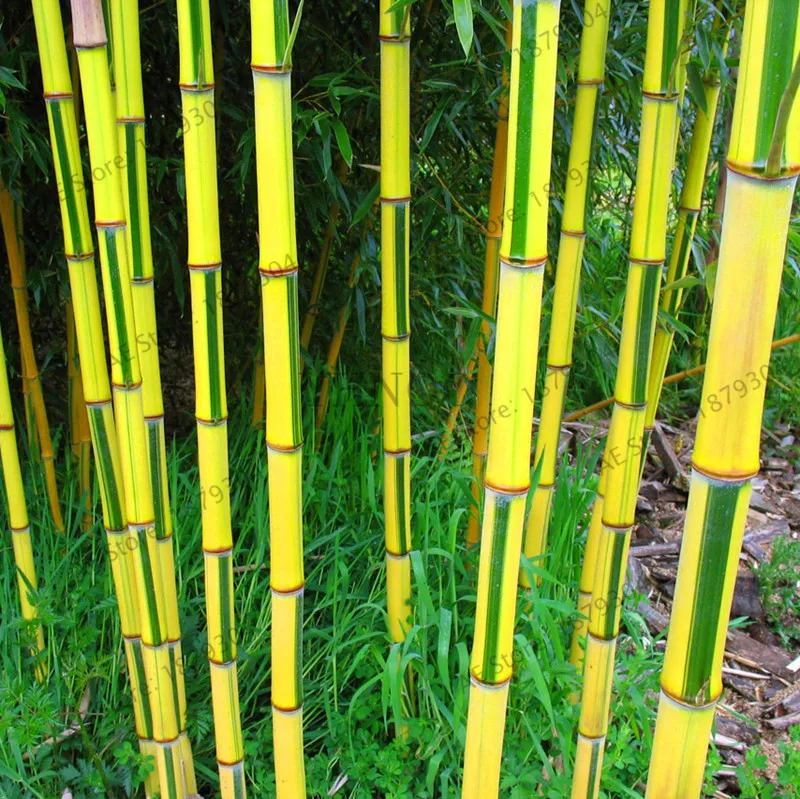 

New 2018!Potted plant flores Bonsai 20PCS plantas bamboo plante Home Garden Plant Fresh green bamboo Phyllostachys aureosulcat